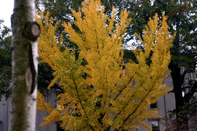 athenstree.jpg