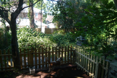 backyardbefore1.jpg
