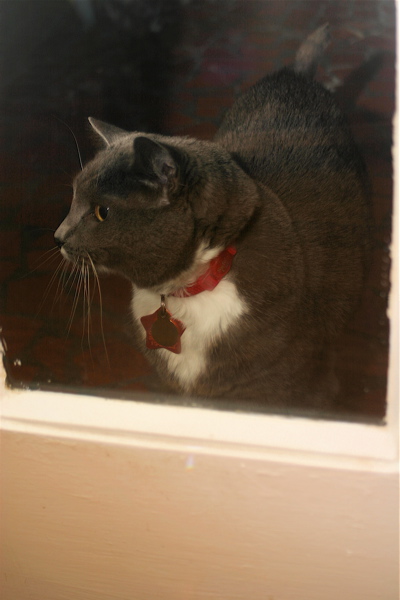 catlookingin.jpg