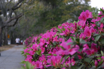 fullbloom.jpg